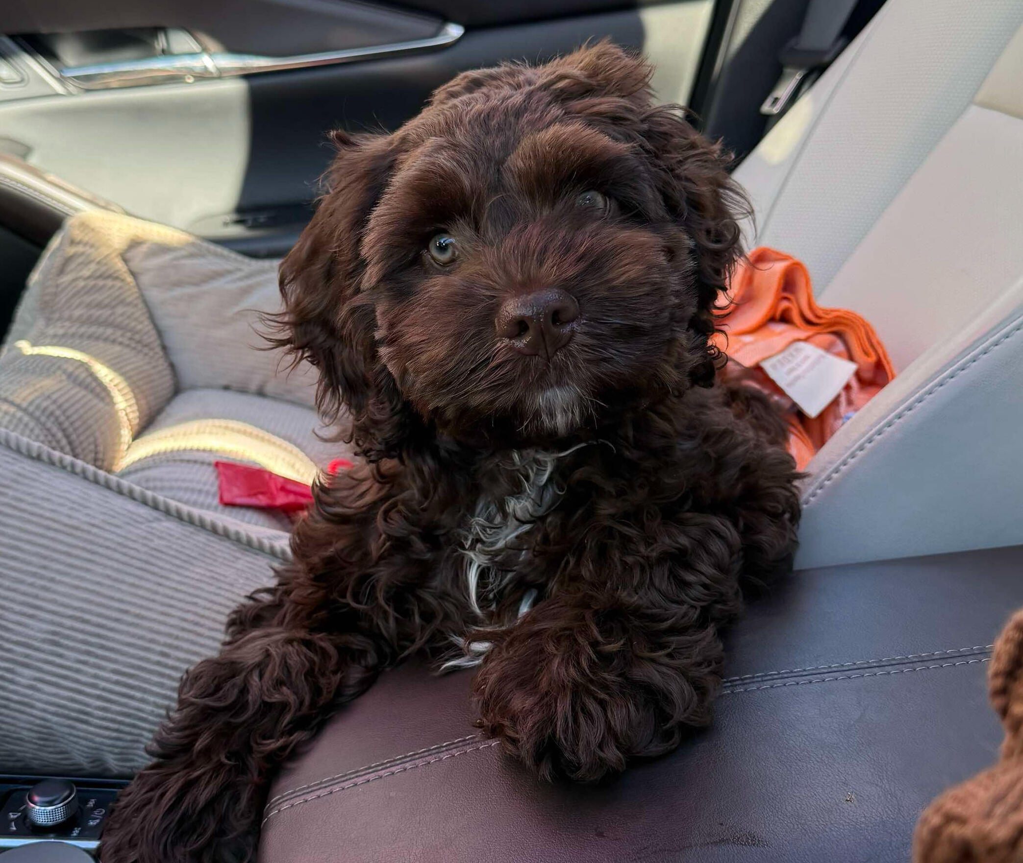 Lil' Bro, a fluffy brown puppy, sitting in a car